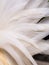 Softness of The Bantam Feathers Tail