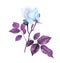 Softness blue Rose Flower with purple leaves. Isolated color pencil drawing single flower twig on white background.