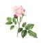 Softness Coral Pink Rose Flower with green leaves. Isolated color pencil drawing single flower twig on white background.