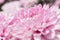 Softness focus pink chrysanthemum flower