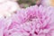 Softness focus pink chrysanthemum flower