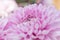 Softness focus pink chrysanthemum flower