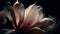 Softness and Fragility of a Single Pink Tulip in Close up generated by AI