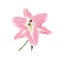 Softness Pink Lily Perfection Flower with green leaf. Isolated color pencil drawing single flower head full face.