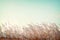 Softness white feather grass with retro blue sky space