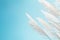 Softness white Feather Grass with retro sky blue background and space