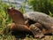 Softshell turtle