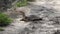 softshell turtle walks in Florida wetlands