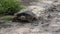 Softshell turtle walks in Florida wetlands