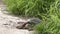 Softshell turtle walks in Florida wetlands