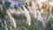 Softy fluffy white petals of flowering Desho grass, known as Pennisetum pedicellatum plant, blooming under sunlight evening on