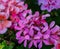 Sofy close-up of beautiful bright pink blooming Geranium flowers Geraniums pink flowers