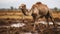 Soggy Camel In Mud A Baroque Animal Reflecting Environmental Awareness