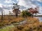 Soggy path and water pool in peat bog national park Dwingelderveld, Drenthe, Netherlands