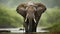 Soggy Style- Epic Portraiture Of A Detailed Wildlife Elephant In 8k Resolution