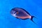 Sohal surgeonfish