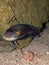 Sohal surgeonfish