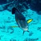 Sohal surgeonfish