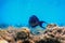 The Sohal Surgeonfish, sohal tang Acanthurus sohal