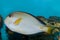 Sohal Surgeonfish Tang in Aquarium