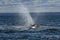 Sohutern right whale breathing in the surface,