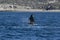 Sohutern right whale jumping, Peninsula Valdes,