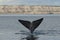 Sohutern right whale tail, endangered species,