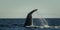 Sohutern right whale tail, endangered species,