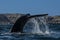 Sohutern right whale tail, endangered species,