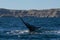 Sohutern right whale tail,Peninsula Valdes, Chubut,