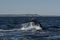 Sohutern right whale tail,Peninsula Valdes, Chubut,
