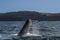 Sohutern right whale tail,Peninsula Valdes, Chubut,