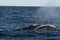 Sohutern right whales in the surface, Peninsula Valdes,