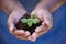 Soil, agriculture and hands of farmer with plant for planting vegetables, harvest and ecosystem. Farming, sustainability