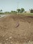 SOIL AND BURNED ASH FOR RICE NURSERY