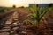 The soil is dry, poor corn yield. Food crisis due to climate change. Generative AI