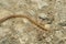 Soil dwelling centipede, Geophilus flavus, Satara, Maharashtra,