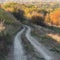 Soil erosion on a dirt road leading to a deciduous forest