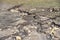 Soil erosion in a farm field after snow and water melt in spring