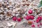 Soil full of camellia flower dried