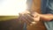 soil in the hands of the farmer. agriculture. close-up of a farmers hands holding black soil in their hands, fertile