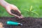 Soil in the hands of a young woman Seedlings that grow from fertile soil. And there is a shoveling ground near. Concept of