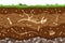 Soil layers with bones. Surface horizons of the soil with the fossil skeleton of reptiles. Upper layer of the earth