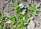 In the soil, like a weed grows purslane Portulaca oleracea