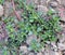 In the soil, like a weed grows purslane Portulaca oleracea