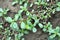 In the soil, like a weed grows purslane Portulaca oleracea