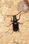 Soil longhorned beetle