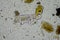 soil microorganisms including nematode, microarthropods, micro arthropod, tardigrade, and rotifers a soil sample, soil fungus and