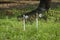 Soil moisture Meter in the orchard