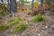 The soil of a pine forest in autumn with lumps of green grass